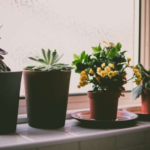 Living in An Apartment? Here Are 9 Houseplants Perfect for Your Setup