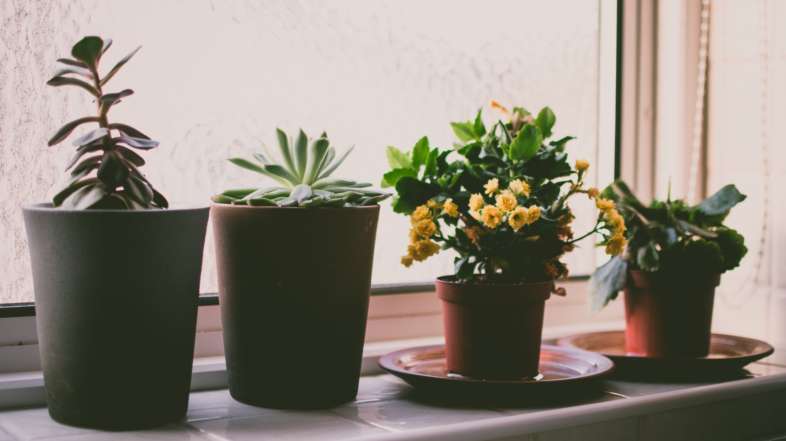 Living in An Apartment? Here Are 9 Houseplants Perfect for Your Setup